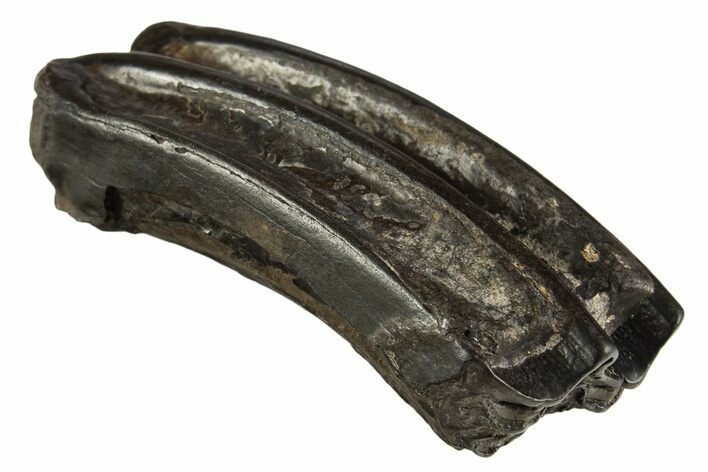 Pleistocene Aged Fossil Horse Tooth - South Carolina #332360